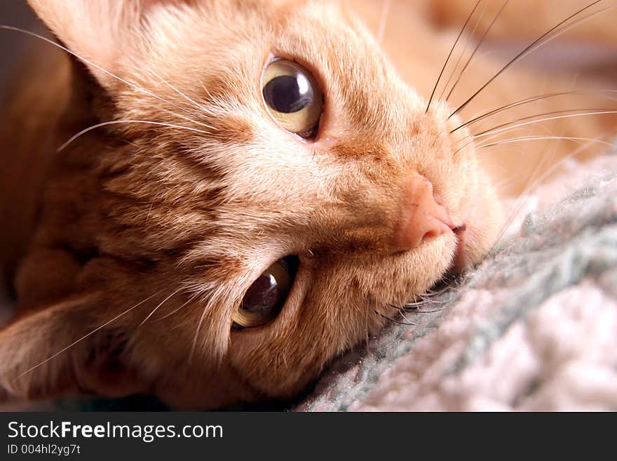 Closeup of orange tabby cat. Closeup of orange tabby cat.