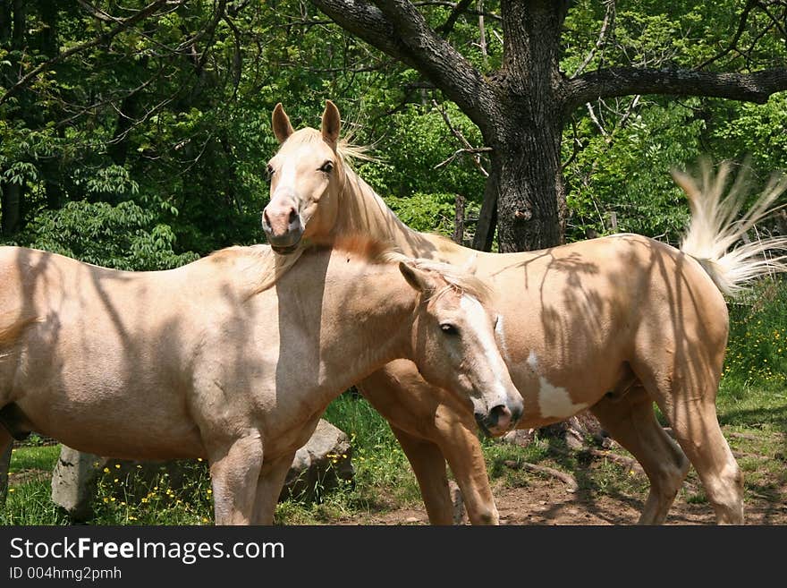 Two White Horses Standing Together