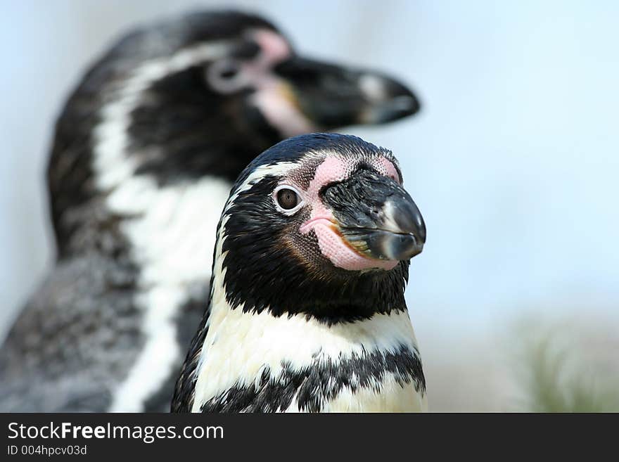 Penguins