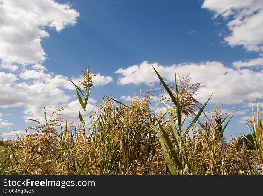 Clouds over the grass. Swamp near Homebush Bay. Clouds over the grass. Swamp near Homebush Bay