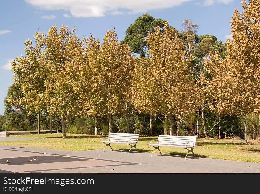 Row of trees in park - Homebush - near Sydney Olympic Park. Row of trees in park - Homebush - near Sydney Olympic Park