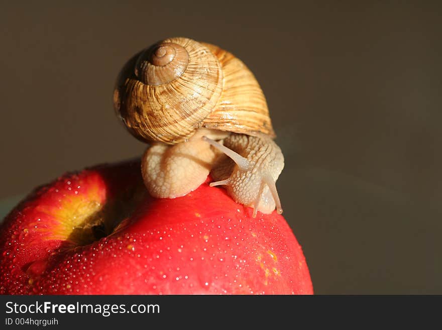 Snail on red wet apple. Snail on red wet apple