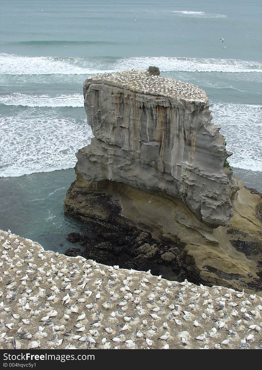 Gannet colony of birds