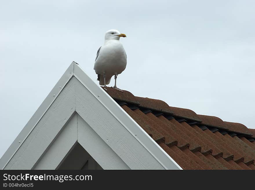 Seagull on housetop