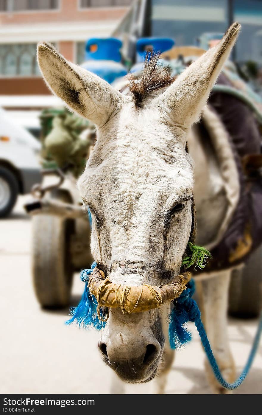 Donkey Closeup