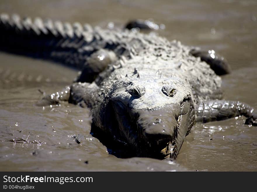 A crocodile on the Tempisque River in Costa Rica. A crocodile on the Tempisque River in Costa Rica