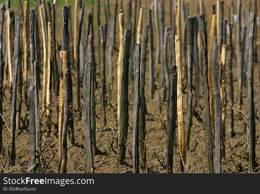 Vine Sticks