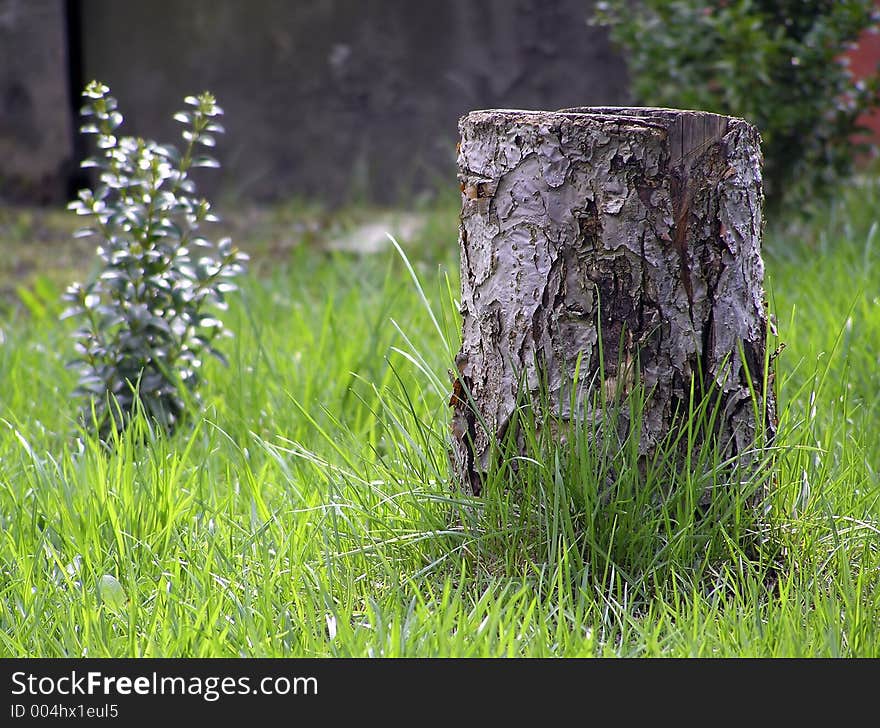 Trunk