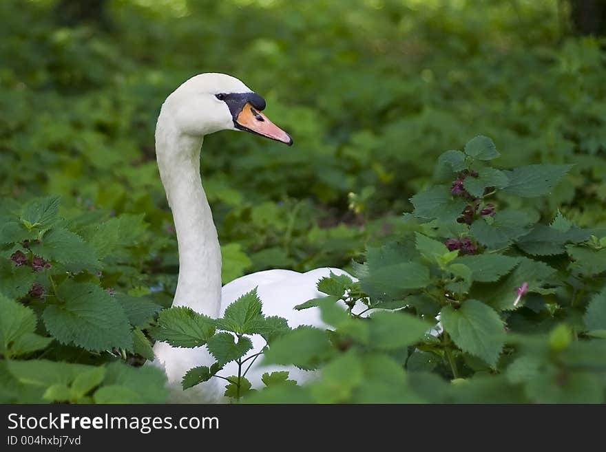 Swan