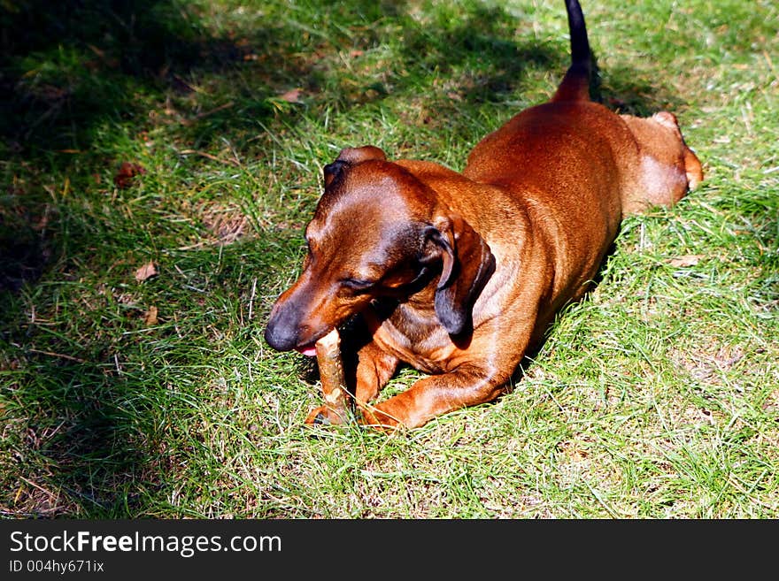 Dachshund