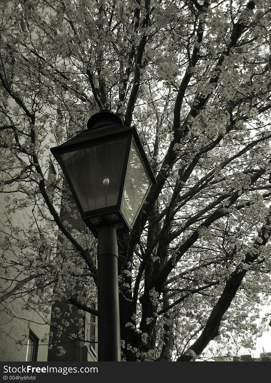 Lampost and springtime tree