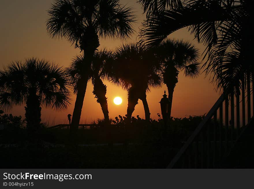 Palms At Sunset