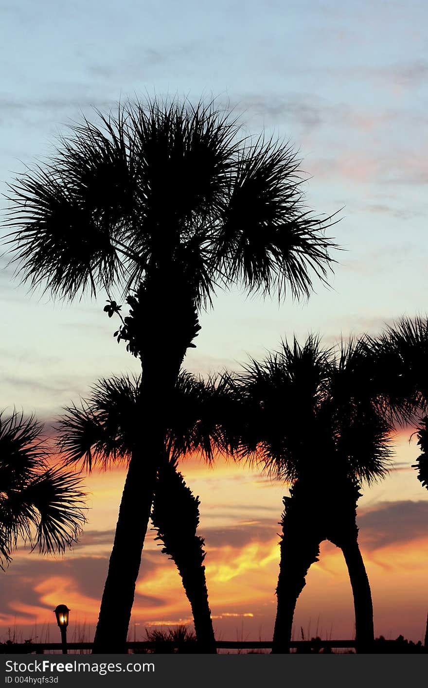 Palm treetops at sunset