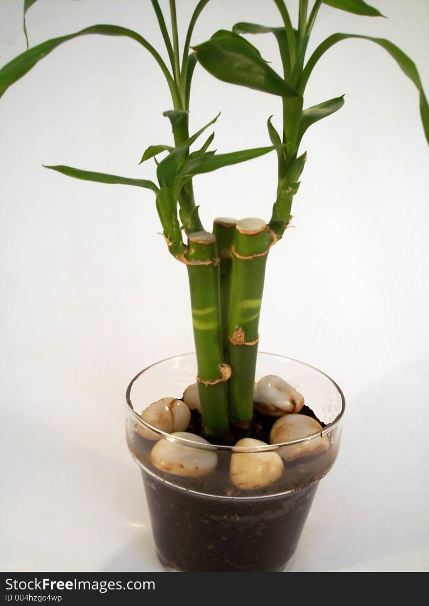 Lucky Bamboo III