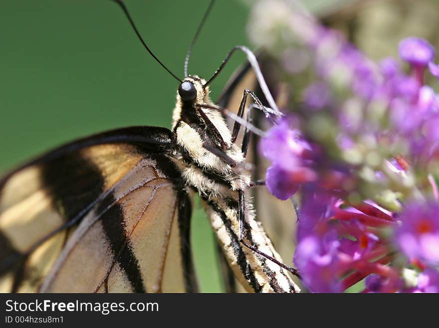 Swallowtail Butterfly