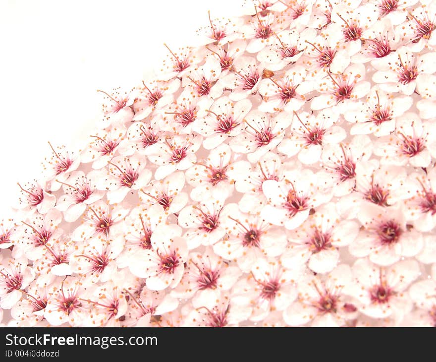 High resolution digital photo of hundreds beautiful small flowers collected from a North America flowering plum tree. High resolution digital photo of hundreds beautiful small flowers collected from a North America flowering plum tree