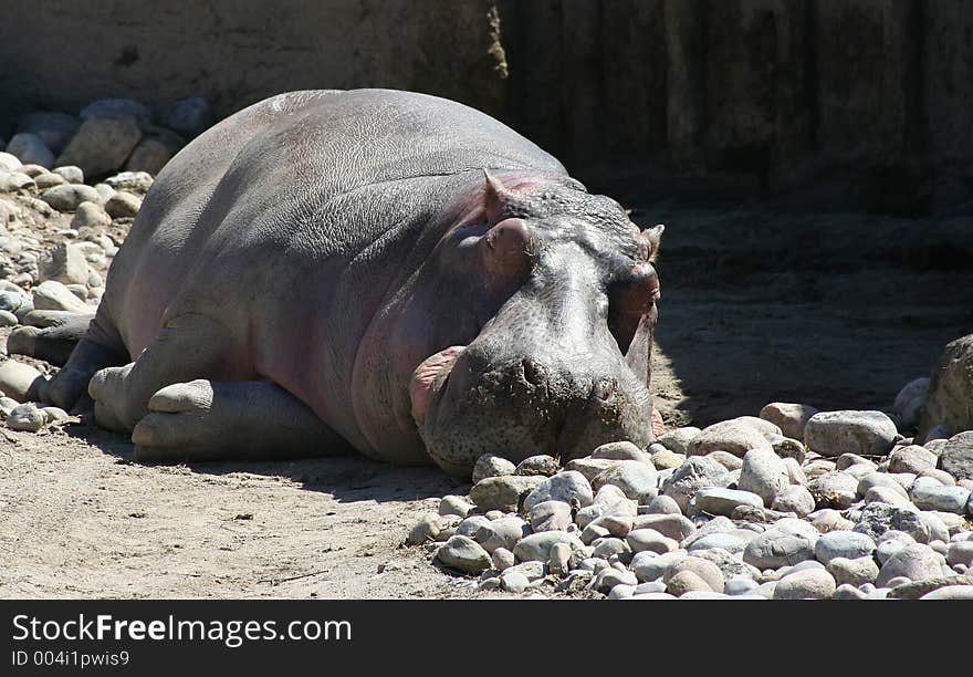 Hypo from Toronto Zoo. Hypo from Toronto Zoo