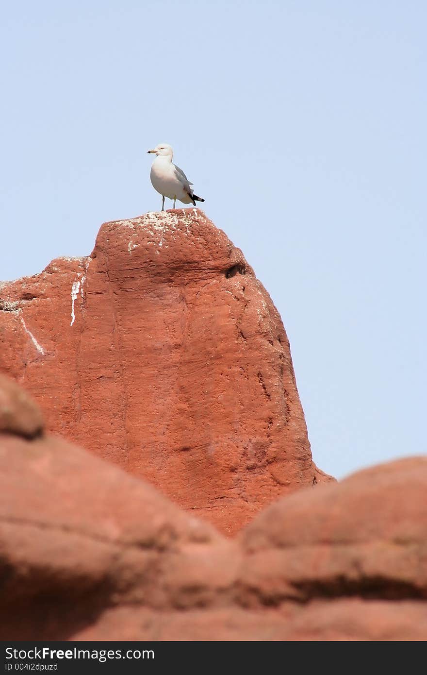 Seagull standing on artificial rocks