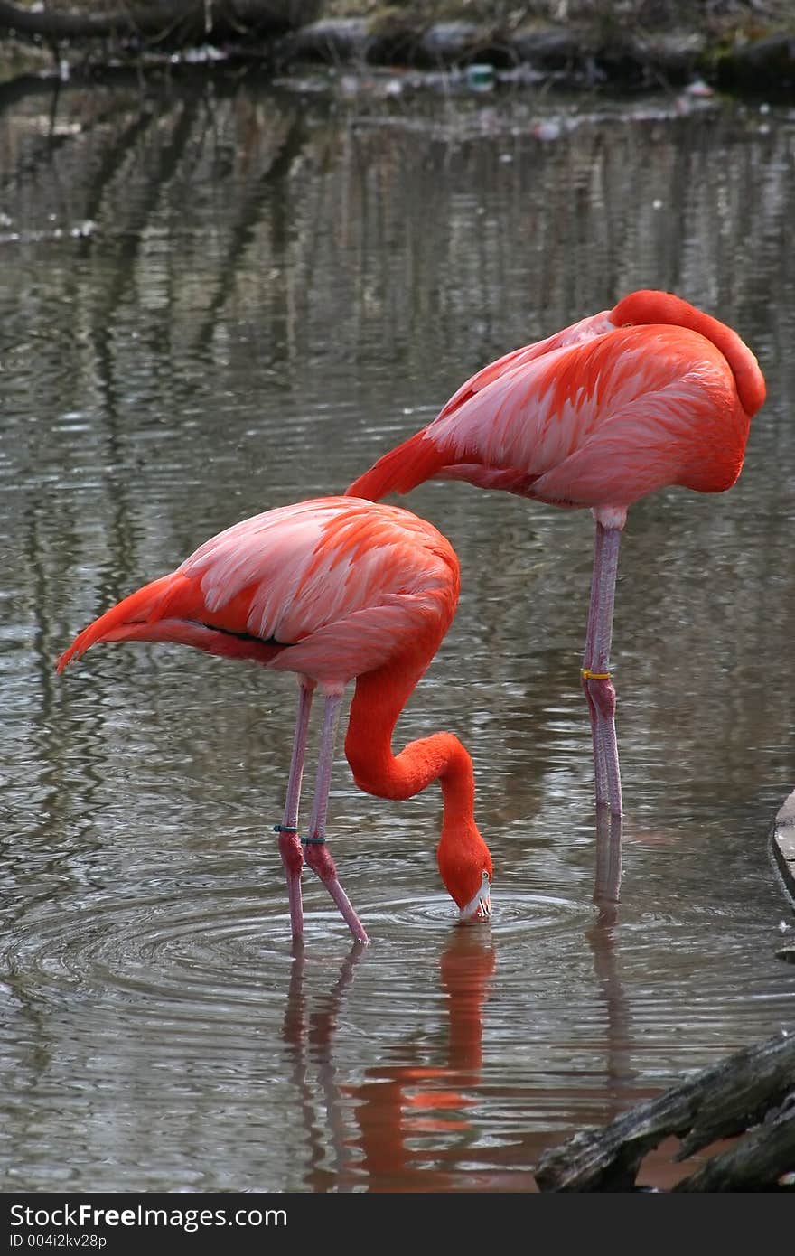 Pink Flamingos