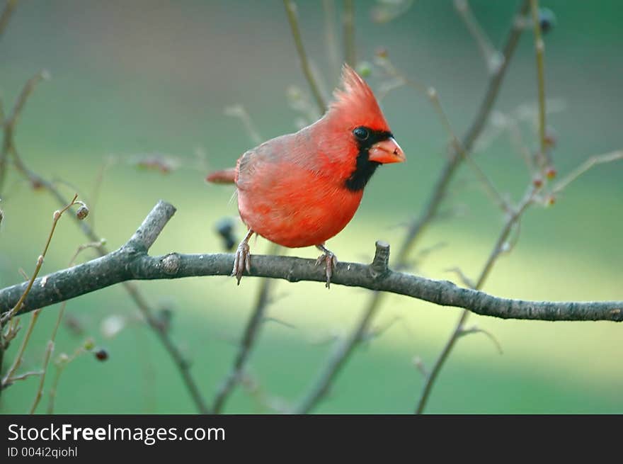 Male northern cardinal perches on a branch. Male northern cardinal perches on a branch