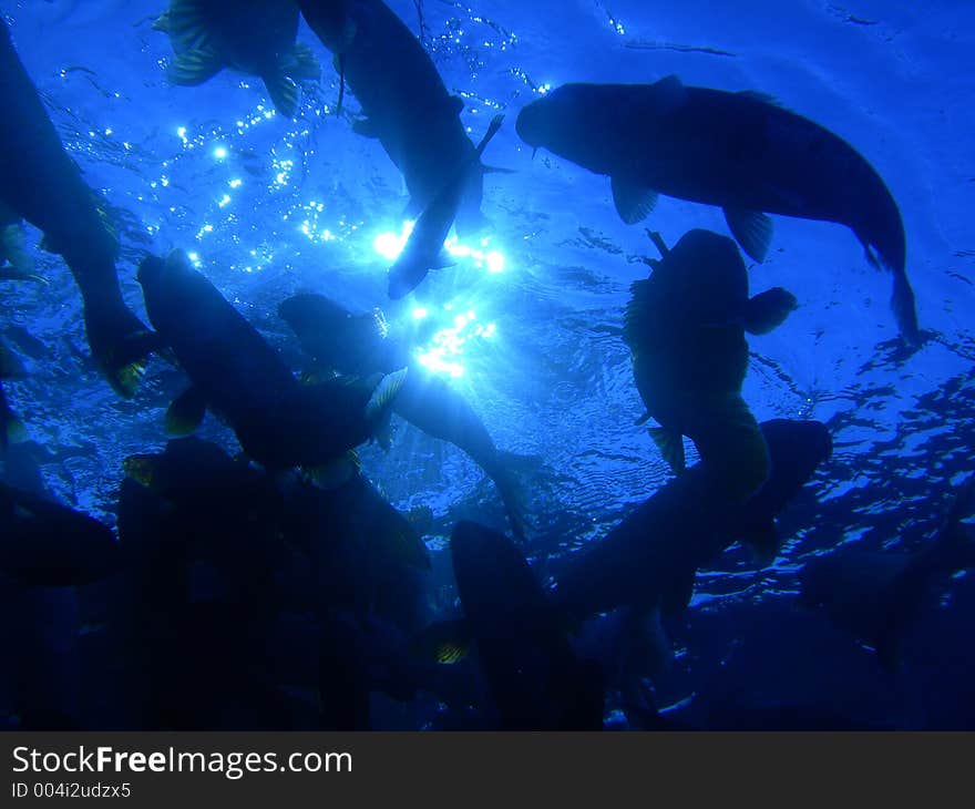 Underwater photograph of a swarm of Bream, Koi, Catfish, and Bass. In some shots there are so many of them that you can hardly see through the water. This particular photograph has some very dramatic sunlight effects. Guaranteed to catch your audience’s eye! Vortex Spring | Homes County | Florida. Underwater photograph of a swarm of Bream, Koi, Catfish, and Bass. In some shots there are so many of them that you can hardly see through the water. This particular photograph has some very dramatic sunlight effects. Guaranteed to catch your audience’s eye! Vortex Spring | Homes County | Florida