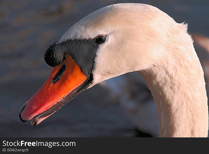 The Swans Head