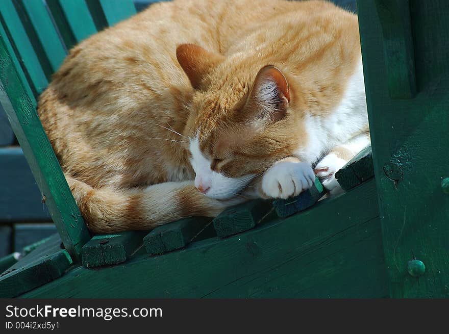 Sleeping Cat