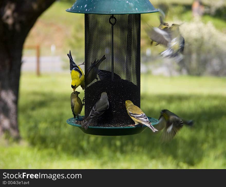 Birds - Gold Finches