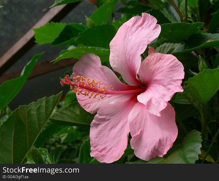 Pink Hibisco Flower. Pink Hibisco Flower