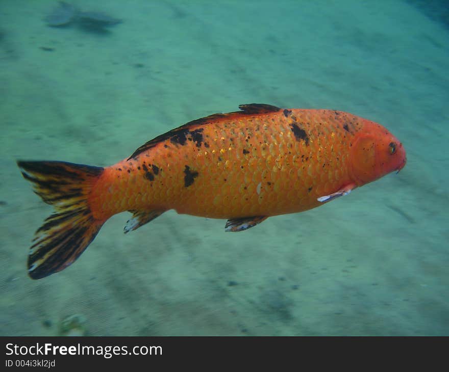 Underwater photograph of a very colorful Koi. Great photograph! Vortex Spring | Holmes County | Florida. Underwater photograph of a very colorful Koi. Great photograph! Vortex Spring | Holmes County | Florida