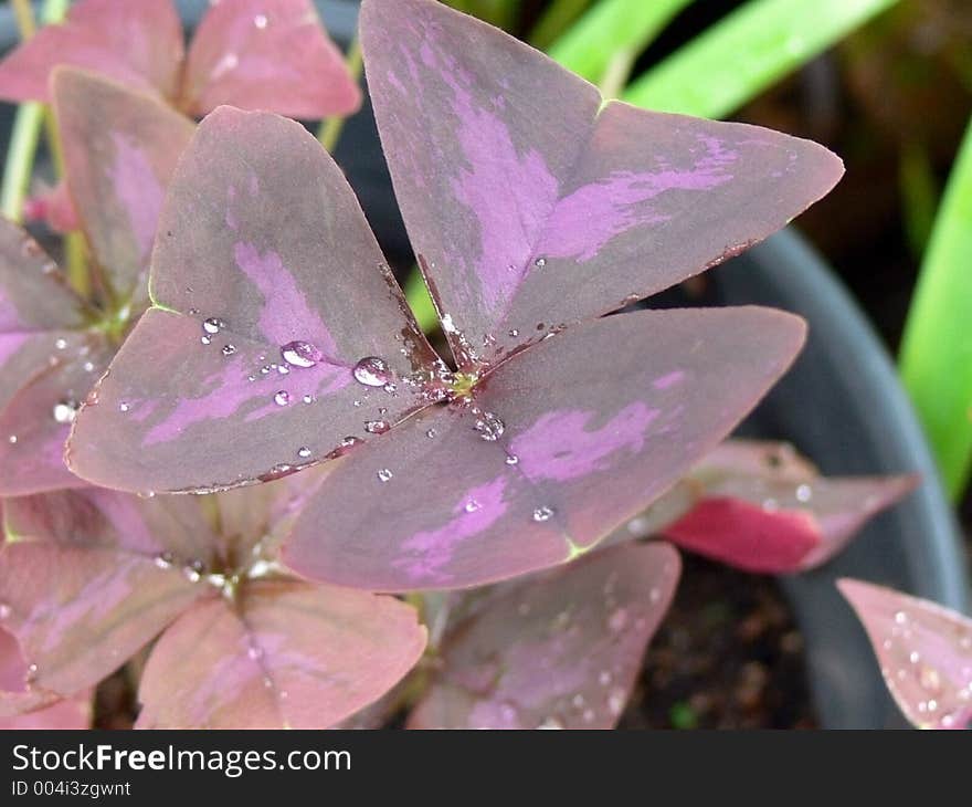 Leaves with rain drops. Leaves with rain drops