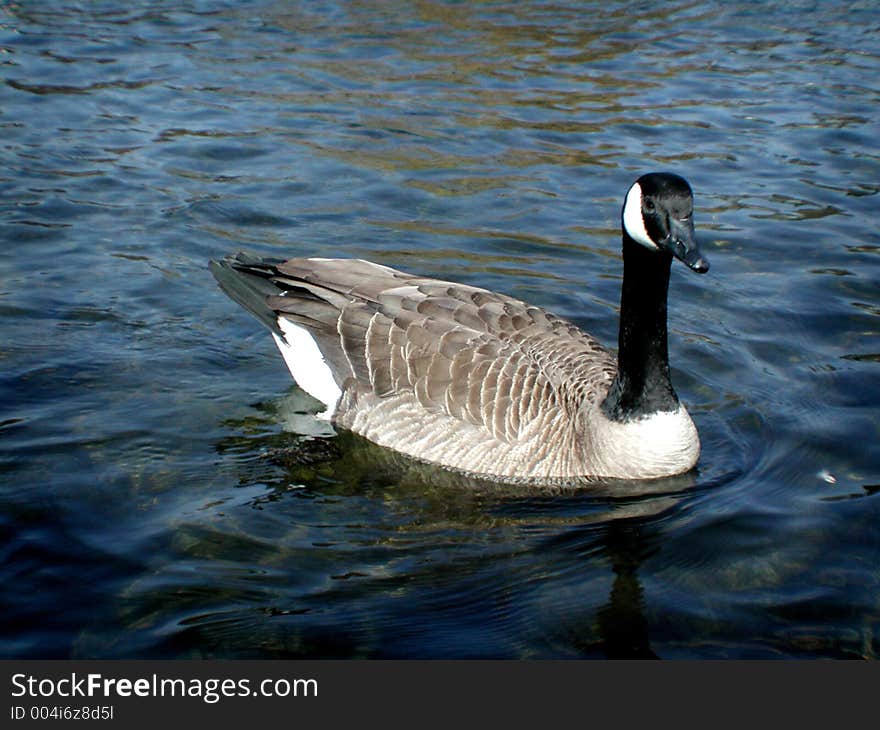 Canadian Goose swims in water