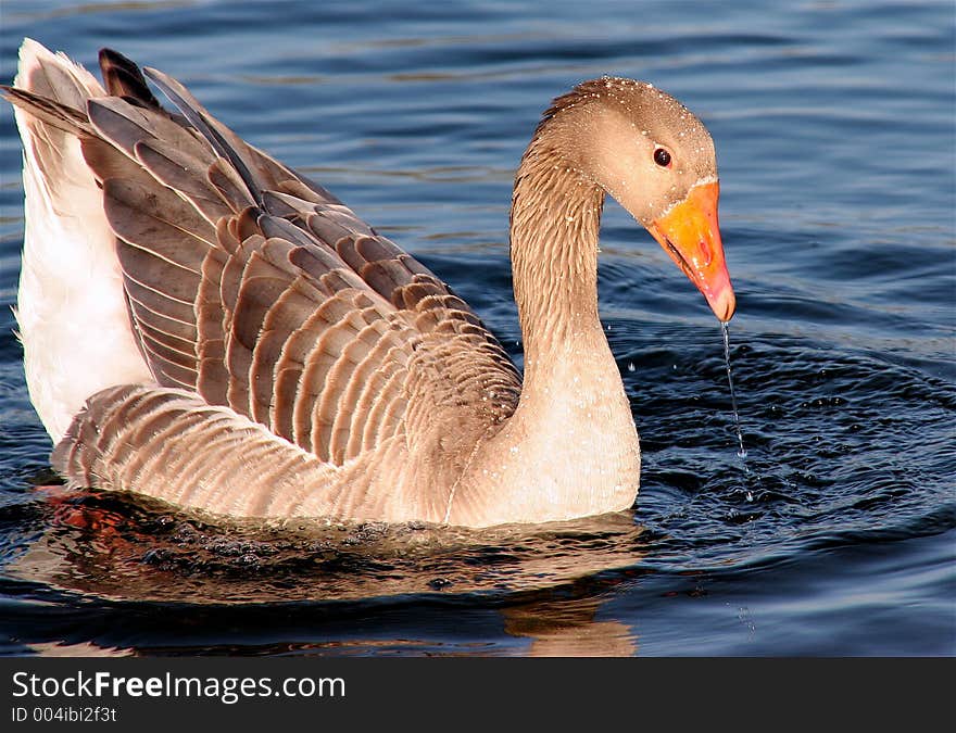 Goose, bright and colorful, with water droplets falling from beak. Goose, bright and colorful, with water droplets falling from beak.