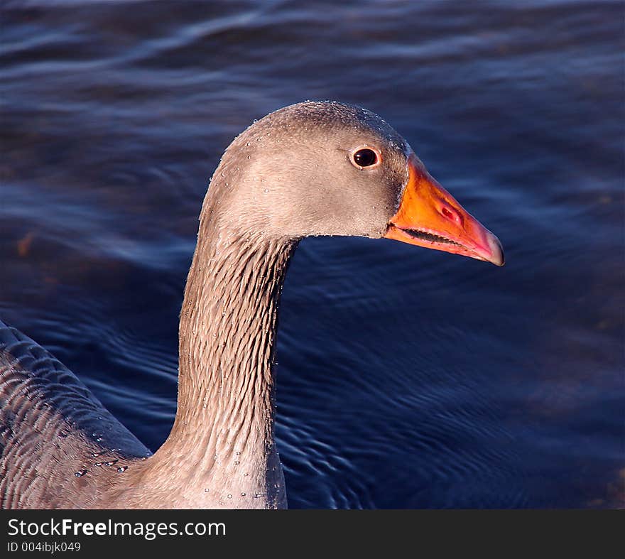 Goose Head Profile