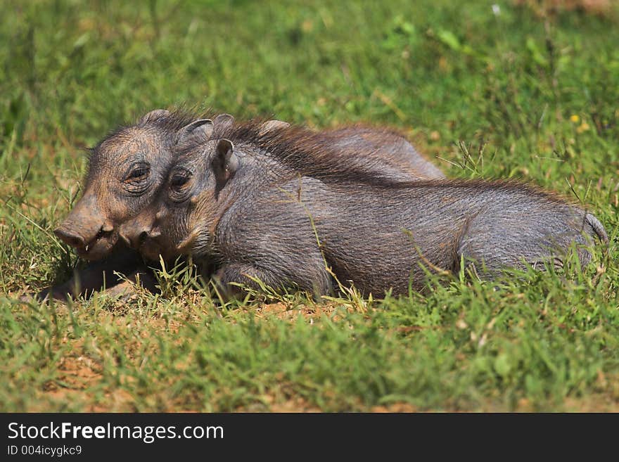 Juvenile Warthogs