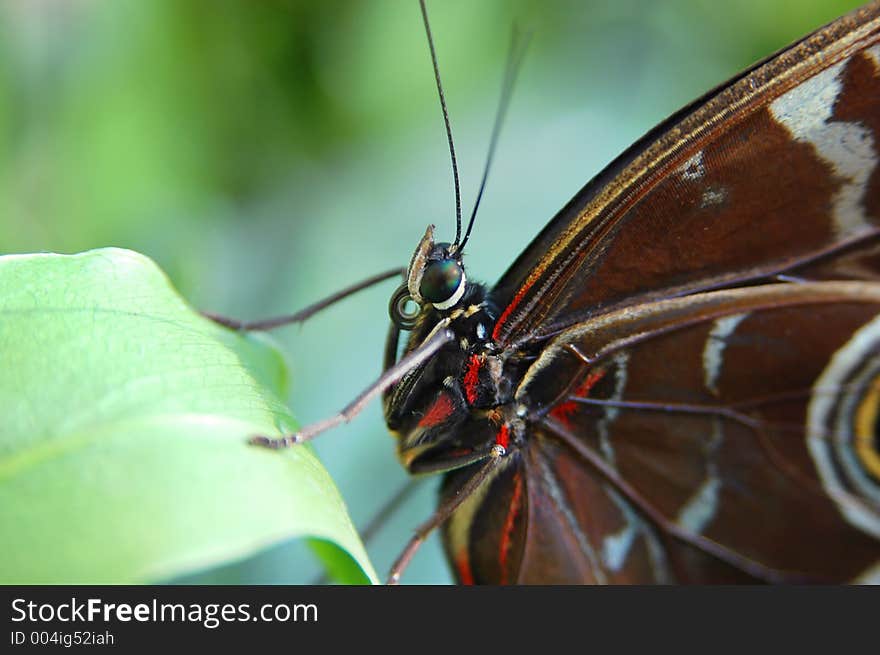 Morpho Blue (morpho Peleides) On Leaf 2