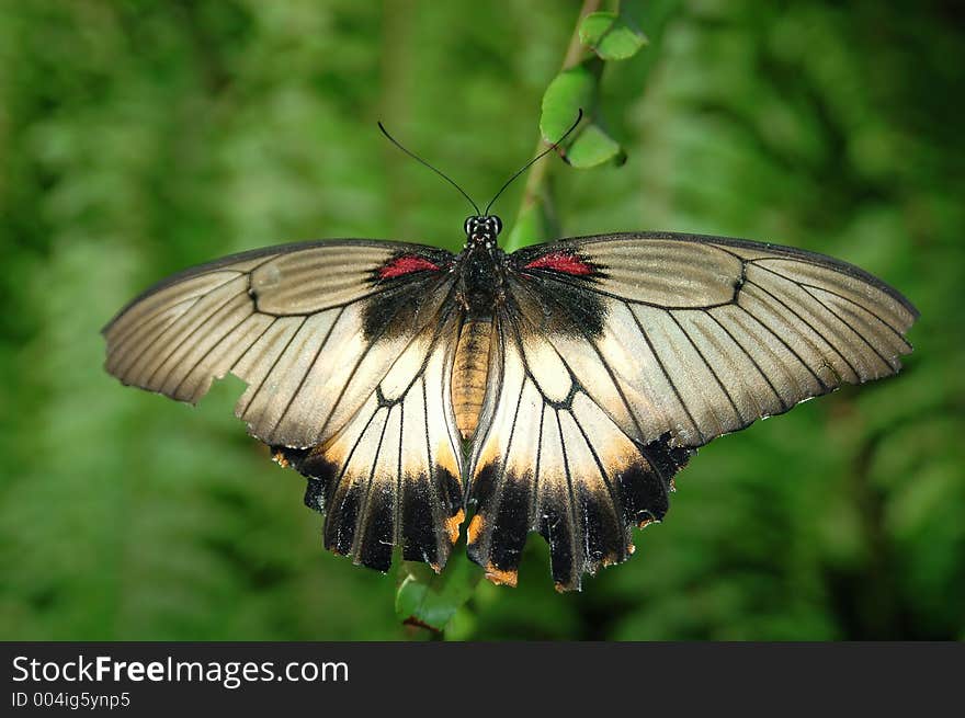 Large Mormon (papilio Memnon) On Leaf 2