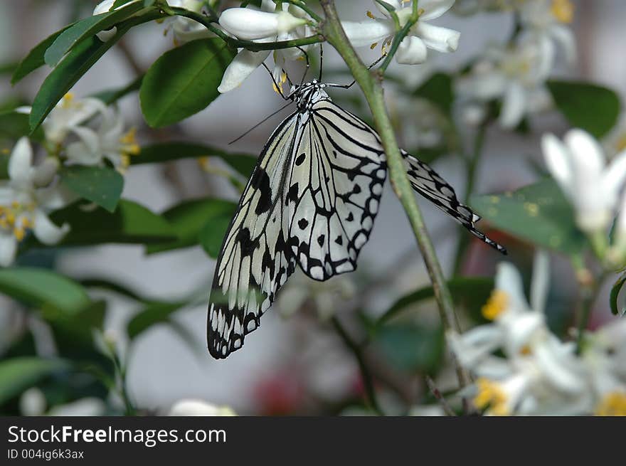 Leucone (idea leucone) on lemon tree