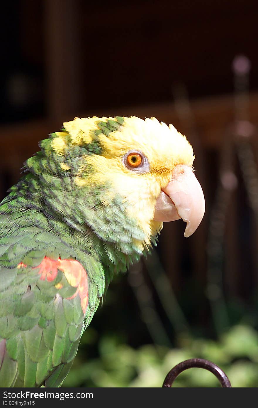 Parrot close up in the sun. Parrot close up in the sun