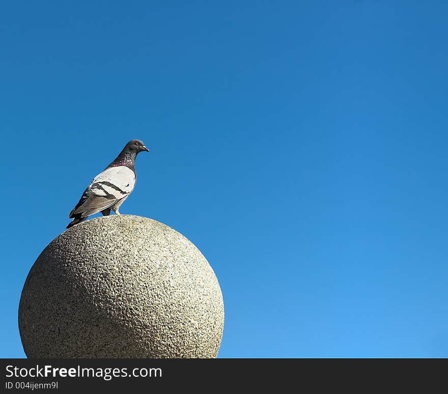 The Pigeon sitting on the granite sphere. The Pigeon sitting on the granite sphere