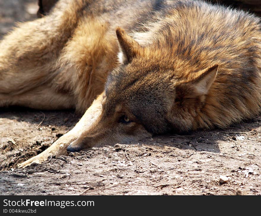 European wolf - Canis lupus lupus