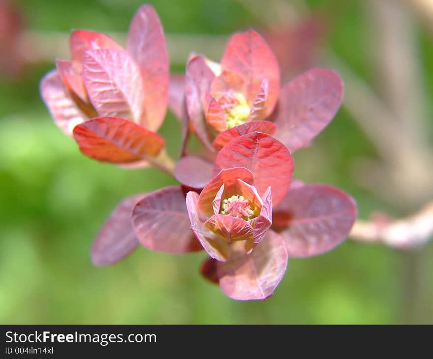 Apple blooming closeup