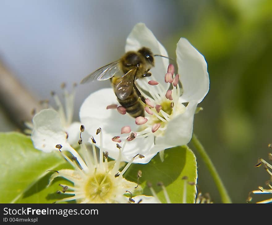 Bee on apple flower