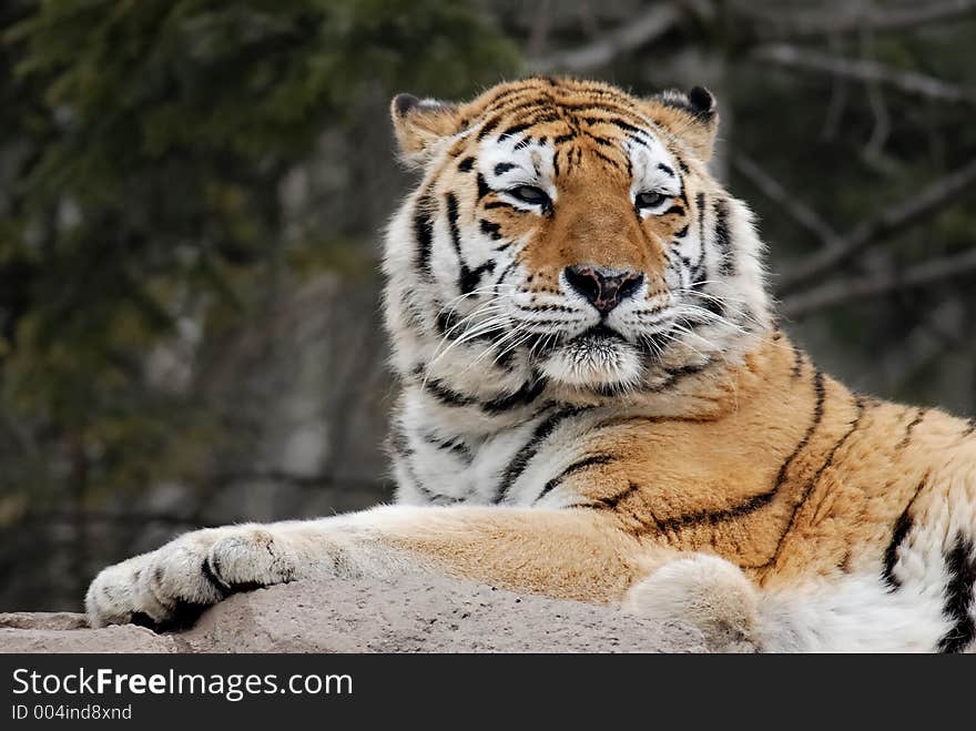 Tiger lookout