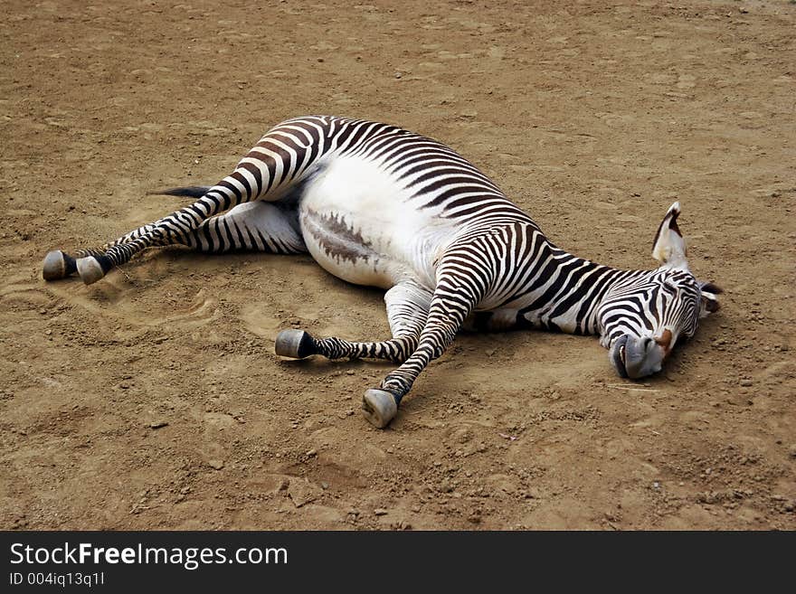 Sleeping Zebra