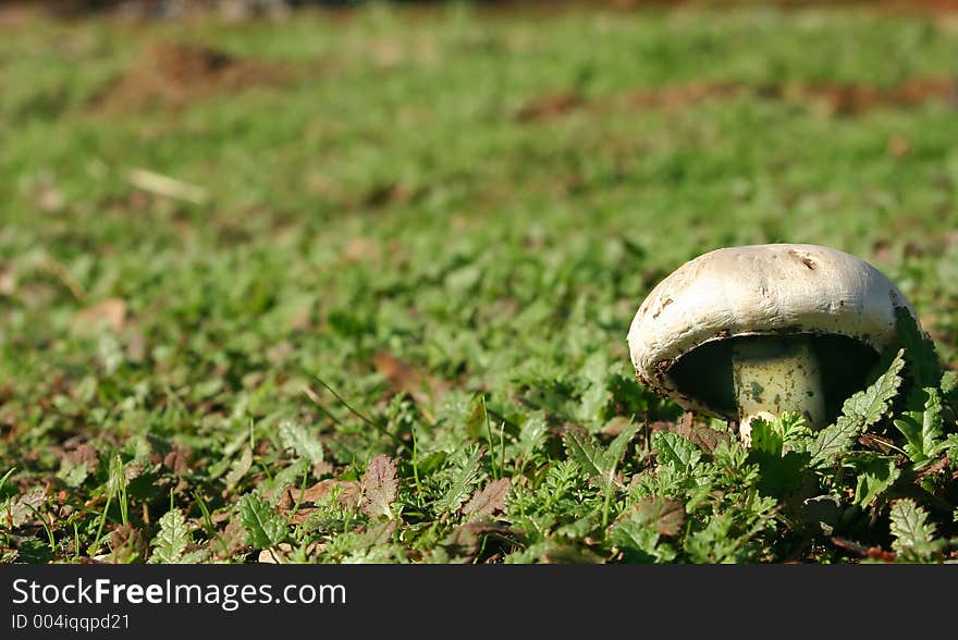 Field Mushroom