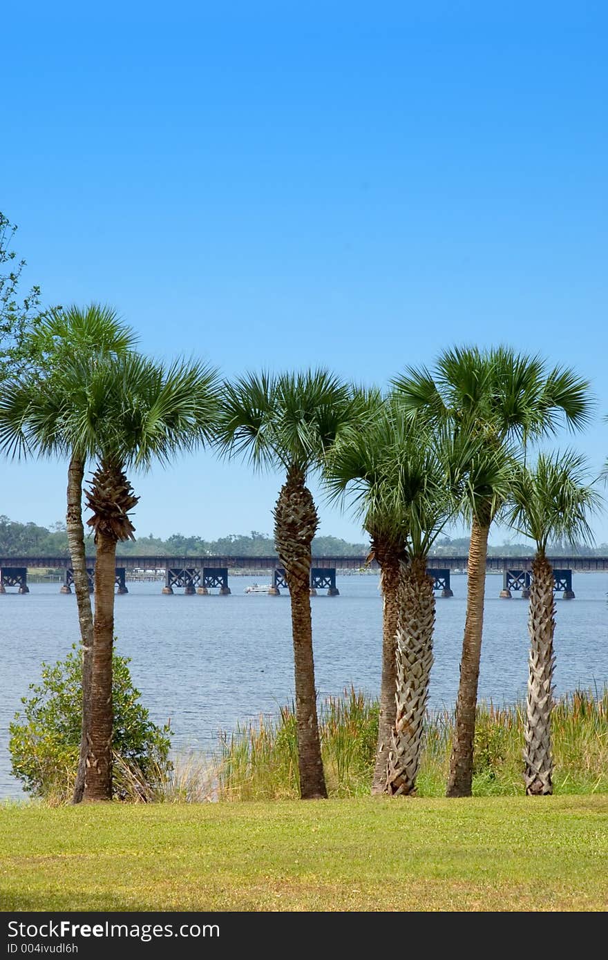 Palm tree lined riverbank with railroad bridge backdrop. Palm tree lined riverbank with railroad bridge backdrop