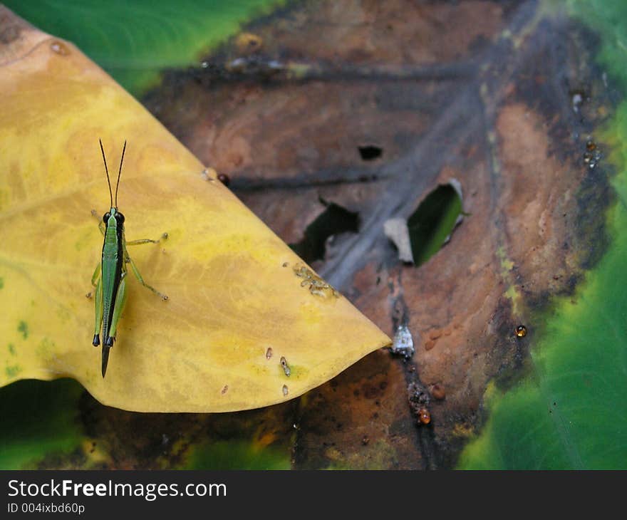 Grasshopper on  leaf