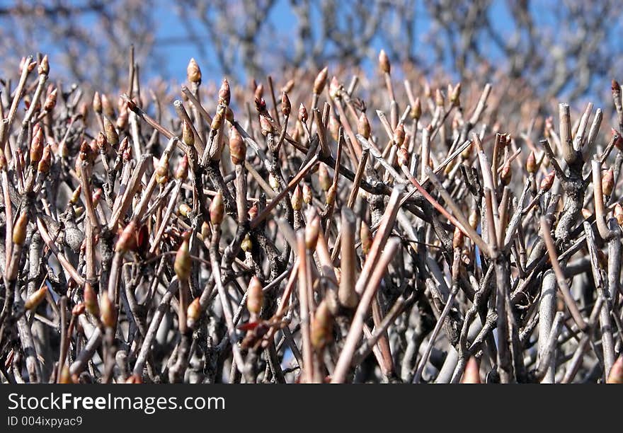 Extreme close-up with selective focus of many budding tree twigs. Extreme close-up with selective focus of many budding tree twigs.