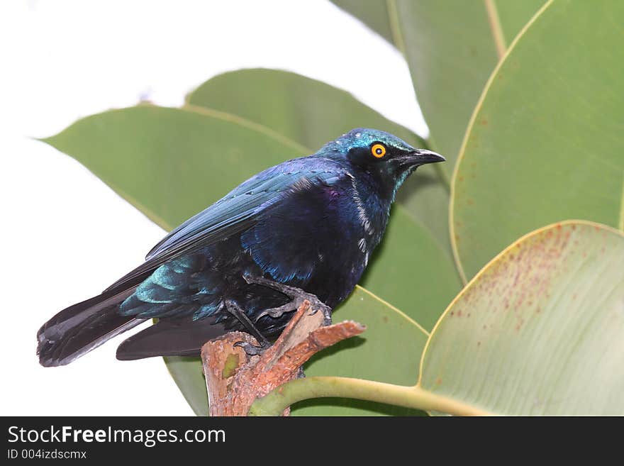 Blue-eared Glossy-Starling on a leaves background